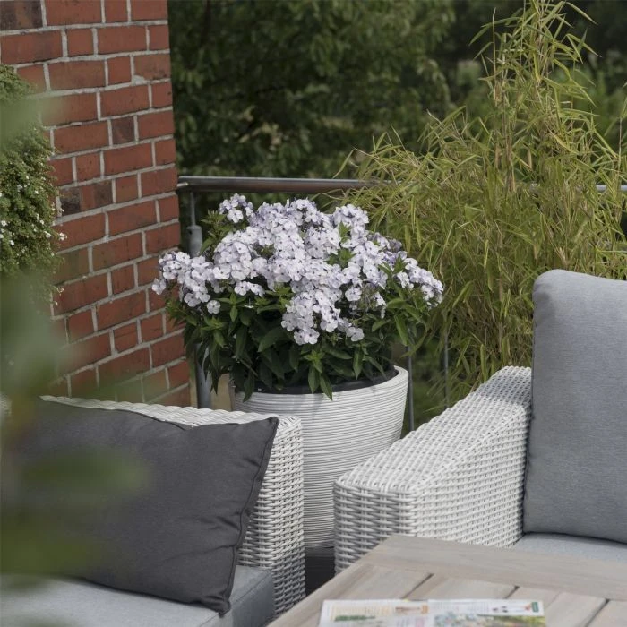 10 Pflanzen Flammenblume (Phlox) Mix 5 10 Pflanzen Flammenblume (Phlox) Mix – Bild 3