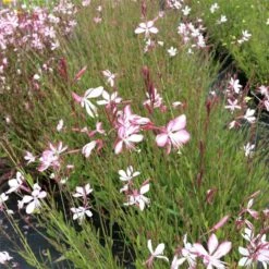 Prachtkerze (Gaura Lindheimerii) Rosy Jane