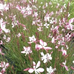 Prachtkerze (Gaura Lindheimerii) Rosy Jane -LICHTNELKE Geschäft Gaura lindheimerii Prachtkerze Rosy Jane lichtnelke OWZ III