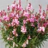 Prachtkerze (Gaura Lindheimerii) Siskiyou Pink -LICHTNELKE Geschäft Gaura lindheimerii Prachtkerze Siskiyou Pink VF I