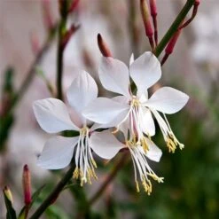 Prachtkerze (Gaura Lindheimerii) Whirling Butterflies -LICHTNELKE Geschäft Gaura lindheimerii Prachtkerze Whirling Butterflies VF I
