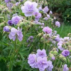 Gefüllter Wiesen-Storchschnabel (Geranium Pratense) Cloud Nine -LICHTNELKE Geschäft Geranium pratense Wiesenstorchschnabel Cloud Nine VF I