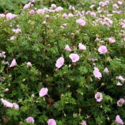 Zartrosa Storchschnabel (Geranium Sanguineum) VISION Pink® -LICHTNELKE Geschäft Geranium sanguineum var Striatum Zartrosa Storchschnabel Vision Hellrosa FH III 1