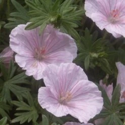 Zartrosa Storchschnabel (Geranium Sanguineum) VISION Pink® -LICHTNELKE Geschäft Geranium sanguineum var Striatum Zartrosa Storchschnabel Vision Hellrosa FH IV 1