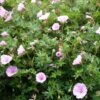 Zartrosa Storchschnabel (Geranium Sanguineum) VISION Pink® 1 Zartrosa Storchschnabel (Geranium Sanguineum) VISION Pink® -LICHTNELKE Geschäft Geranium sanguineum var Striatum Zartrosa Storchschnabel Vision Hellrosa FH I 1
