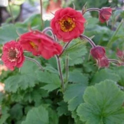 Nelkenwurz (Geum Rivale) Flames Of Passion®