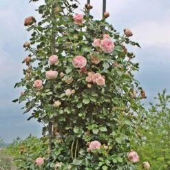 Nostalgie-Kletterrose (Züchterrose) Giardina -LICHTNELKE Geschäft Giardina Tantau IV