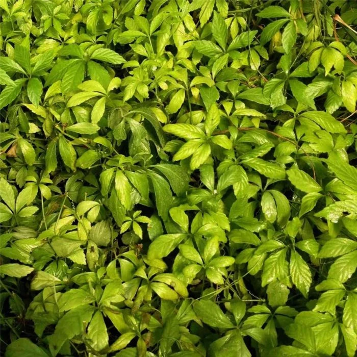 Kraut Der Unsterblichkeit (Gynostemma Pentaphyllum) Jiaogulan 4 Kraut Der Unsterblichkeit (Gynostemma Pentaphyllum) Jiaogulan – Bild 2