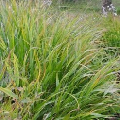 Japan-Berggras (Hakonechloa Macra) -LICHTNELKE Geschäft Hakonechloa macra Japan Berggras lichtnelke OWZ III