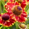 Sonnenbraut (Helenium X Cultorum) Bandera -LICHTNELKE Geschäft Helenium Sonnenbraut Bandera VF I