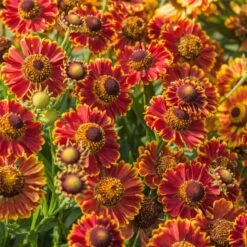 Sonnenbraut (Helenium X Cultorum) Bandera 5 Sonnenbraut (Helenium X Cultorum) Bandera -LICHTNELKE Geschäft Helenium Sonnenbraut Bandera VF II