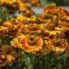 Sonnenbraut (Helenium Autumnale) MARIACHI Fuego -LICHTNELKE Geschäft Helenium Sonnenbraut Fuego VF I