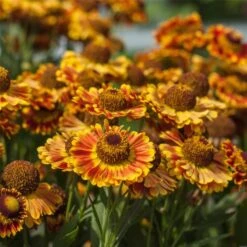 Sonnenbraut (Helenium Autumnale) MARIACHI Fuego