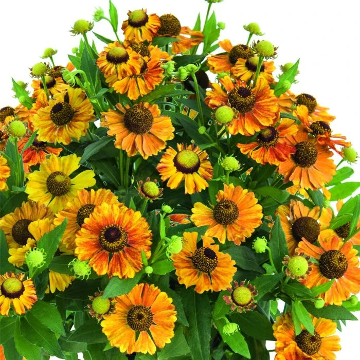 Sonnenbraut (Helenium) HELIAS Bronze 3 Sonnenbraut (Helenium) HELIAS Bronze