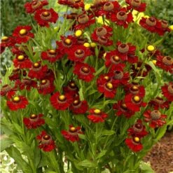 Sonnenbraut (Helenium Hybride) Ruby Tuesday