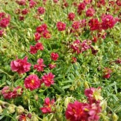 Sonnenröschen (Helianthemum) Cerise Queen -LICHTNELKE Geschäft Helianthemum Sonnenroeschen Cerise Queen lichtnelke OWZ II