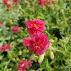 Sonnenröschen (Helianthemum) Cerise Queen
