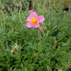 Sonnenröschen (Helianthemum) Lawrensons Pink -LICHTNELKE Geschäft Helianthemum hybride Sonnenroeschen Lawrensons Pink lichtnelke OWZ II
