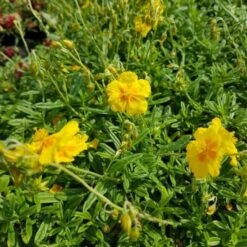 Sonnenröschen (Helianthemum X Cultorum) Golden Queen -LICHTNELKE Geschäft Helianthemum x cultorum Sonnenroeschen Golden Queen gelb lichtnelke OWZ IV
