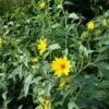 Topinambur (Helianthus Tuberosus) Wildacker -LICHTNELKE Geschäft Helianthus tuberosus Topinambur lichtnelke OWZ II