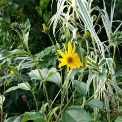 Topinambur (Helianthus Tuberosus) Topstar -LICHTNELKE Geschäft Helianthus tuberosus Topinambur lichtnelke OWZ III 1