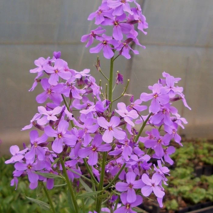 Nachtviole (Hesperis Matronalis) 3 Nachtviole (Hesperis Matronalis)