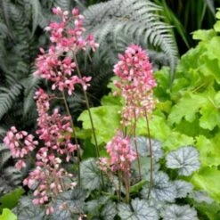 Zwerg-Purpurglöckchen (Heuchera) LITTLE CUTIES Peppermint -LICHTNELKE Geschäft Heuchera Purpurglckchen Little Cuties Peppermint AP II