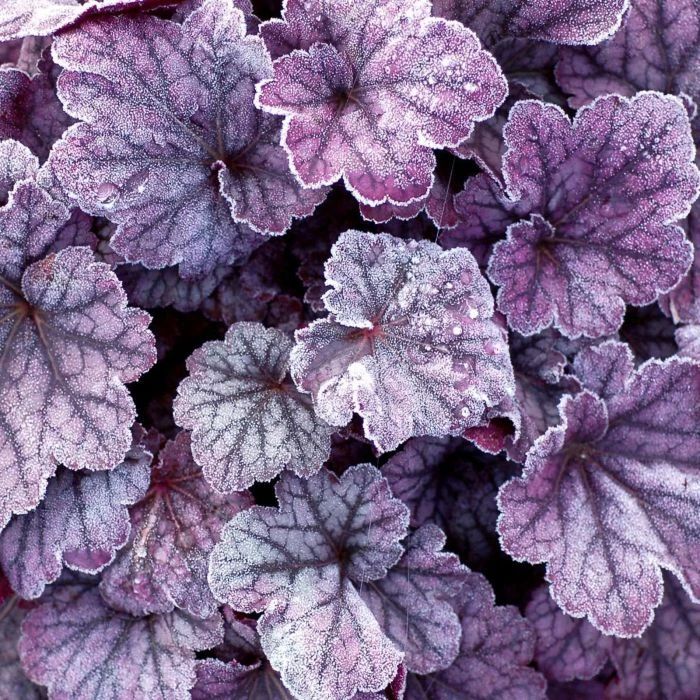 Purpurglöckchen (Heuchera) Sugar Plum 6 Purpurglöckchen (Heuchera) Sugar Plum – Bild 4