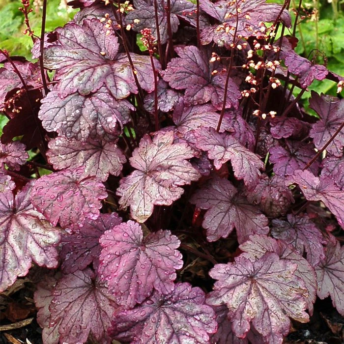 Purpurglöckchen (Heuchera) Sugar Plum 4 Purpurglöckchen (Heuchera) Sugar Plum – Bild 2