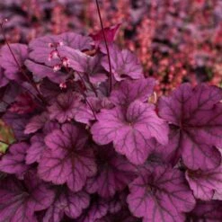 Purpurglöckchen (Heuchera) Wild Rose -LICHTNELKE Geschäft Heuchera Purpurgloeckchen Wild Rose VF III