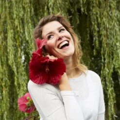 Riesen-Hibiskus (Hibiscus Moscheutos) Carousel® Geant Red