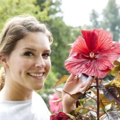 Riesen-Hibiskus (Hibiscus Moscheutos) Carousel® Geant Red 7 Riesen-Hibiskus (Hibiscus Moscheutos) Carousel® Geant Red -LICHTNELKE Geschäft Hibiscus moscheutos Riesen Hibiskus Carousel Geant Red PT b III