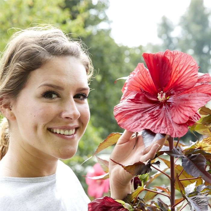 Riesen-Hibiskus (Hibiscus Moscheutos) Carousel® Geant Red 5 Riesen-Hibiskus (Hibiscus Moscheutos) Carousel® Geant Red – Bild 3