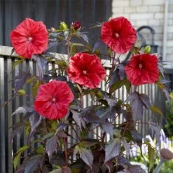 Riesen-Hibiskus (Hibiscus Moscheutos) Carousel® Red Wine -LICHTNELKE Geschäft Hibiscus moscheutos Riesen Hibiskus Carousel Red Wine PT b III