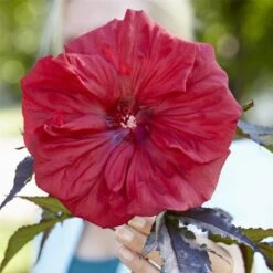 Riesen-Hibiskus (Hibiscus Moscheutos) Carousel® Red Wine -LICHTNELKE Geschäft Hibiscus moscheutos Riesen Hibiskus Carousel Red Wine PT b V