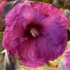Riesen-Hibiskus (Hibiscus Moscheutos) Plum Crazy® -LICHTNELKE Geschäft Hibiscus moscheutos Riesen Hibiskus Plum Crazy VW I