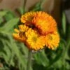 Orangerotes Habichtskraut (Hieracium Aurantiacum ) 2 Orangerotes Habichtskraut (Hieracium Aurantiacum ) -LICHTNELKE Geschäft Hieracium aurantiacum Orangerotes Habichtskraut lichtnelke OWZ I