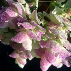 Hopfendost (Origanum Rotundifolium) Kent Beauty -LICHTNELKE Geschäft Hopfenbltiger Dost Origanum rotundifolium Kent Beauty VF III 1