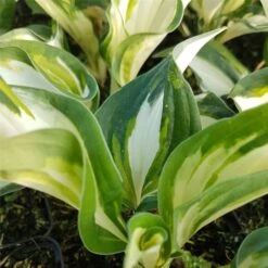 Funkie (Hosta) Fire And Ice -LICHTNELKE Geschäft Hosta hybride Funkie Fire and Ice lichtnelke OWZ I