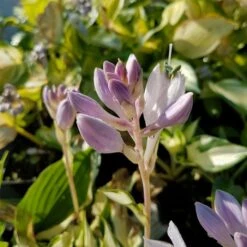 Funkie (Hosta) Fire And Ice -LICHTNELKE Geschäft Hosta hybride Funkie Fire and Ice lichtnelke OWZ V