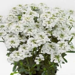 Schleifenblume (Iberis Sempervirens) Masterpiece -LICHTNELKE Geschäft Iberis sempervirens Schleifenblume Masterpiece AP II