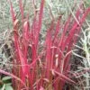 Flammengras / Japanisches Blutgras (Imperata Cylindrica) Red Baron -LICHTNELKE Geschäft Imperata cylindrica Flammengras Japanisches Blutgras Red Baron lichtnelke OWZ I