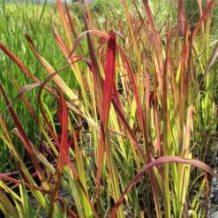 Flammengras / Japanisches Blutgras (Imperata Cylindrica) Red Baron -LICHTNELKE Geschäft Imperata cylindrica Flammengras Japanisches Blutgras Red Baron lichtnelke OWZ III