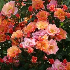 Beetrose (Züchterrose) Jazz -LICHTNELKE Geschäft Jazz Tantau I