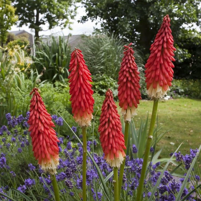 Fackellilie (Kniphofia) Amazing Fun 3 Fackellilie (Kniphofia) Amazing Fun