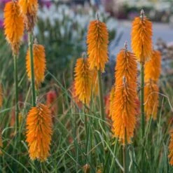 Fackellilie (Kniphofia) Mango POPSICLE -LICHTNELKE Geschäft Kniphofia Fackellilie Mango Popsicle VF III