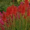 Fackellilie (Kniphofia) Redhot POPSICLE -LICHTNELKE Geschäft Kniphofia Fackellilie Redhot Popsicle VF I