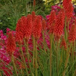 Fackellilie (Kniphofia) Redhot POPSICLE