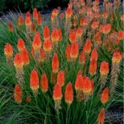 Fackellilie (Kniphofia) PYROMANIA Backdraft