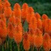 Fackellilie (Kniphofia) PYROMANIA Orange Blaze 1 Fackellilie (Kniphofia) PYROMANIA Orange Blaze -LICHTNELKE Geschäft Kniphofia Pyromania Fackellilie Orange Blaze AP I
